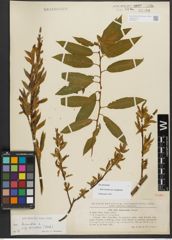 Foto von Salix triandra subsp. amygdalina (L.) Schübl. & G. Martens